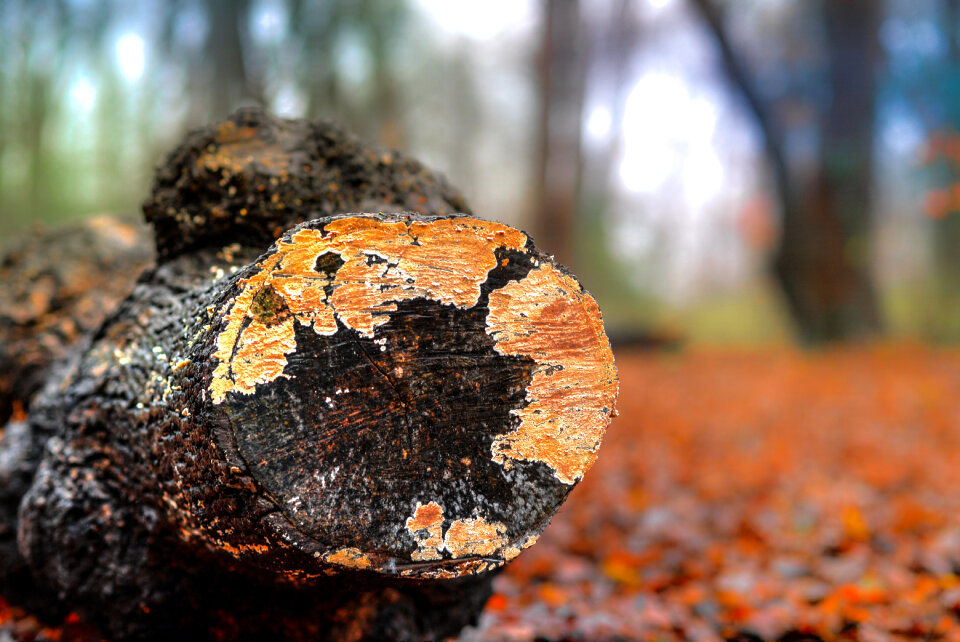 Rotten log photo