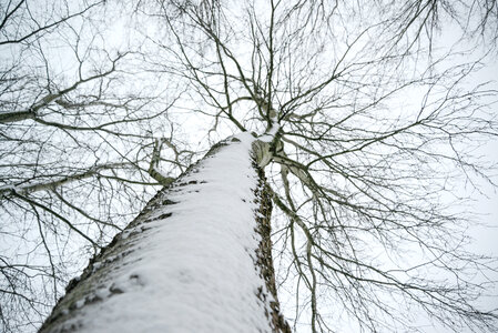 Tree trunk in the snow photo