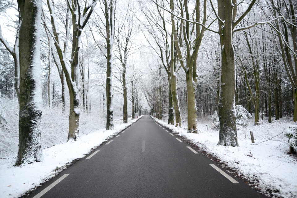Road in the forest during winter