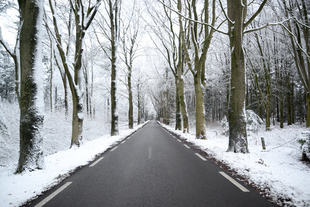 Road in the forest during winter photo