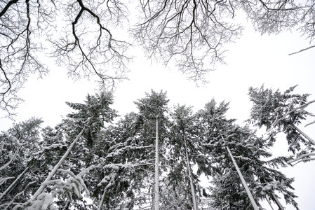 Winter trees perspective photo