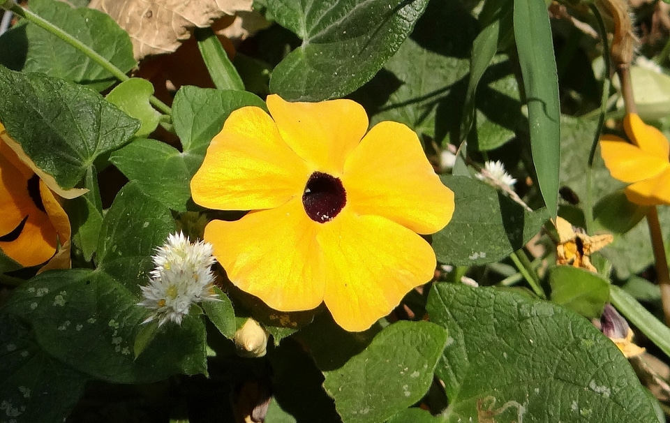 Gold flora wild flower