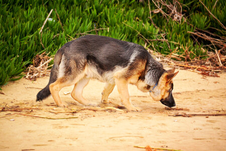 German Shepherd Dog Sniffing on the Beach photo
