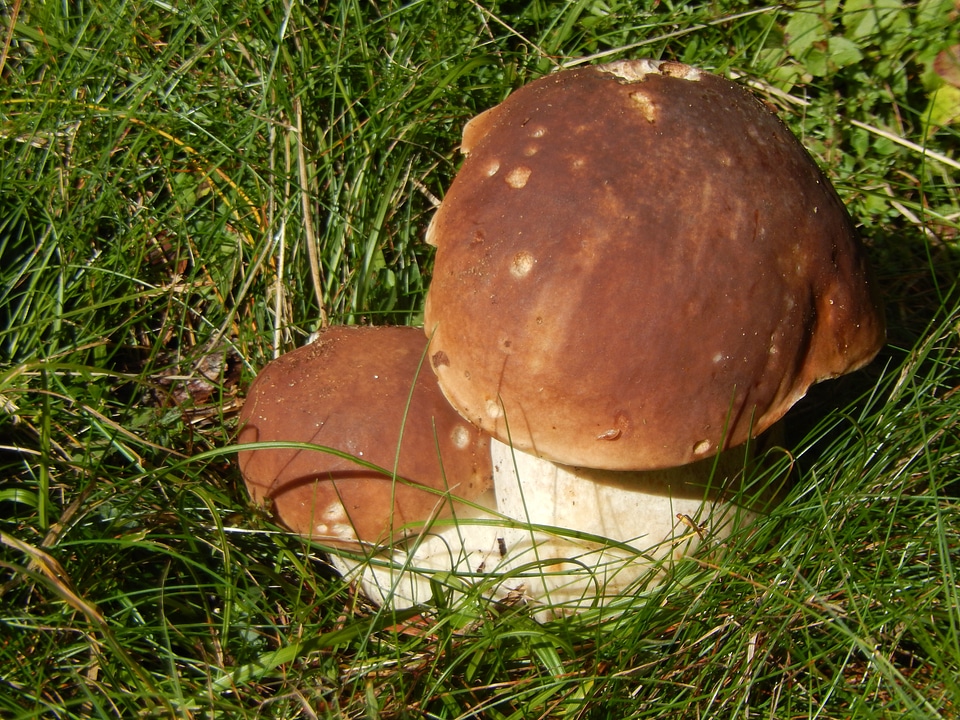 Mushrooms boletus prairie