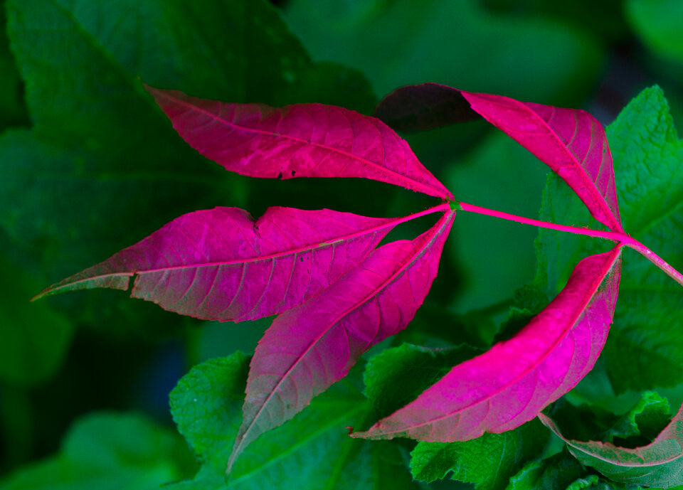 Spray painted leaves