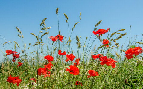Wild poppy field