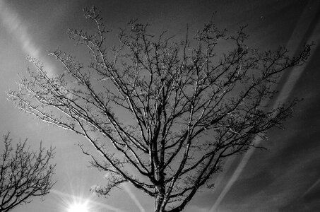 Black and white tree