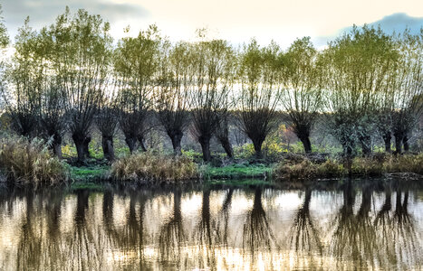 Row of trees with reflection