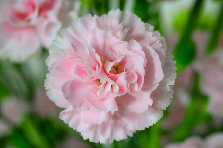 bouquet of pink flowers photo