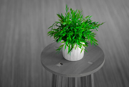 Green plant photo