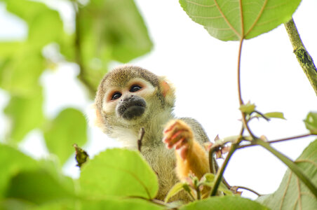 Curious monkey photo