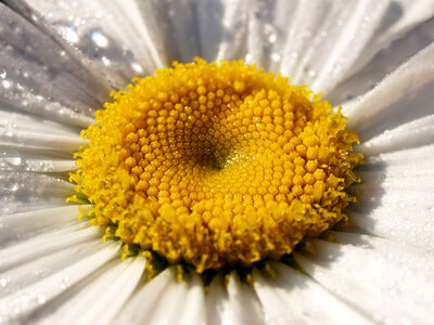 Daisy Flower close-up photo