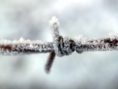 Frozen Barbed Wire photo