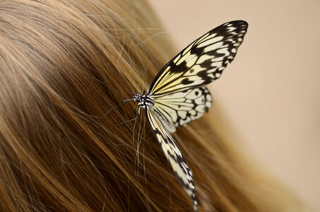 Butterfly in hair photo
