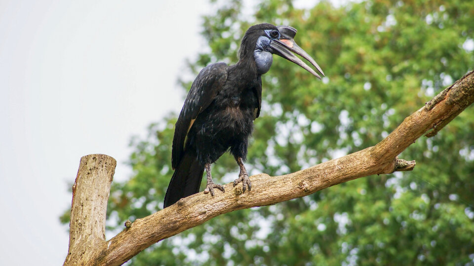 Bird on a brench