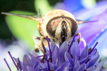 Marco bee