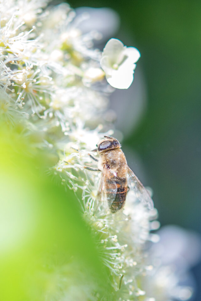 Bee looking for nectar