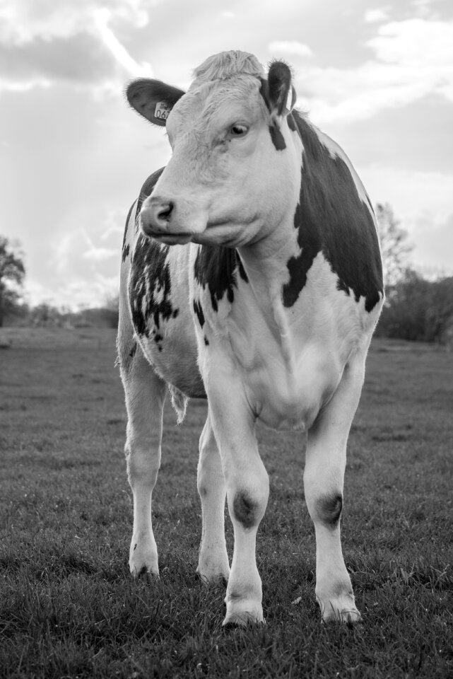 Cow
