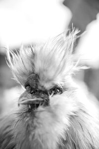 Mohawk chicken photo