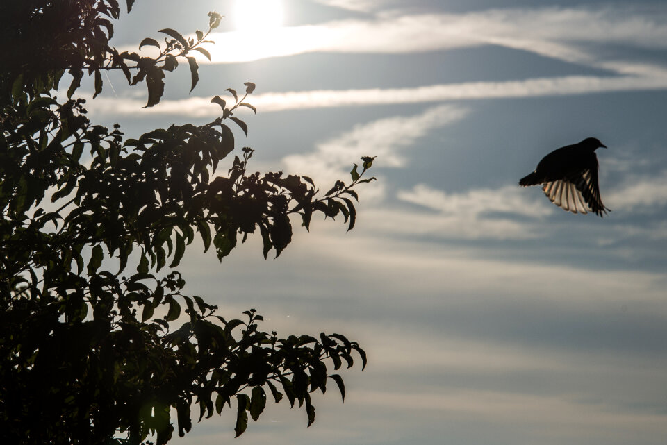 Dove in flight photo