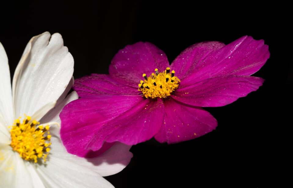 Purple and white flower photo