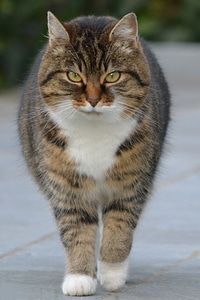 Animals tigercat cats