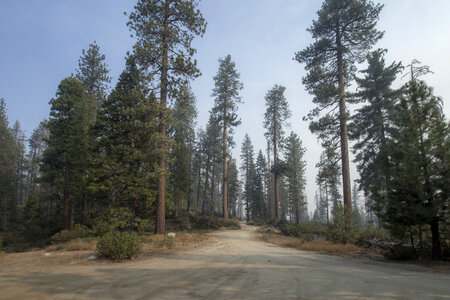 Sequoia Forest photo