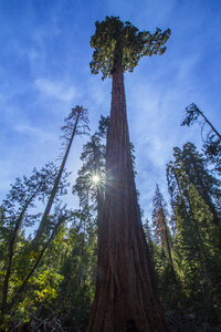 Sequoia Giant photo