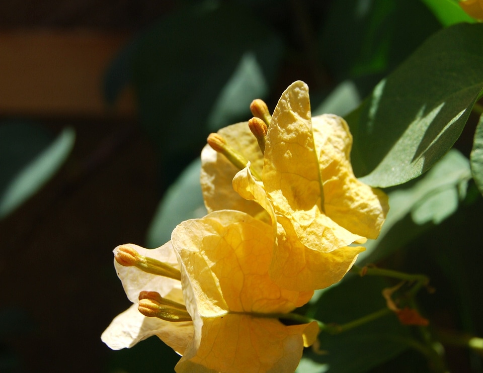 Flower plant summer