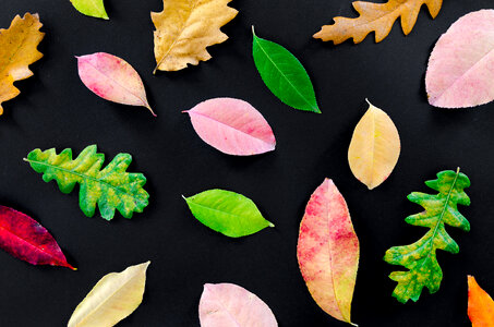 Autumn leaves isolated on black background photo