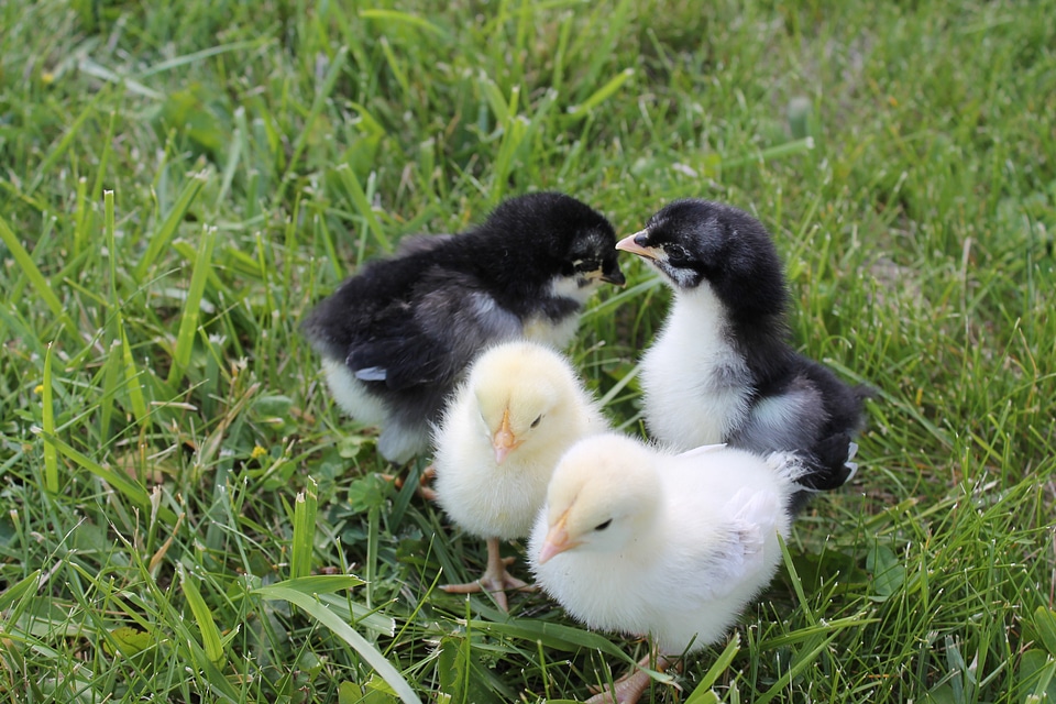 Animal adorable chicken