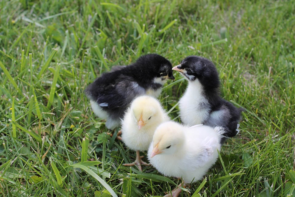 Animal adorable chicken photo