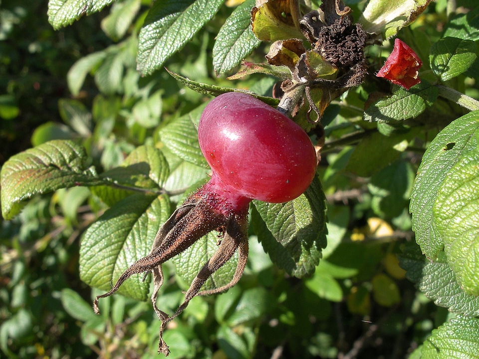 Rose hip fruit berry