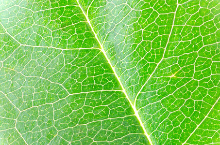 Rose leaf macro detail photo