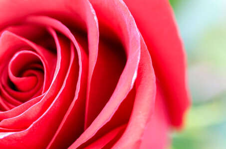 Red rose macro detail texture photo