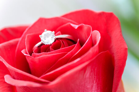 Red rose with silver ring macro detail photo