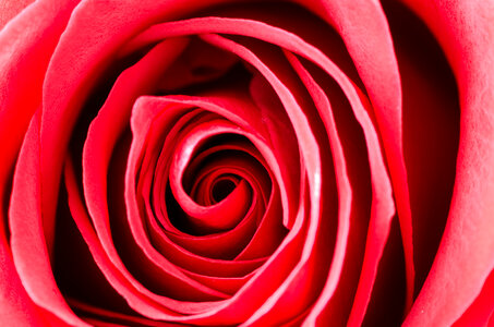 Red rose macro detail texture photo