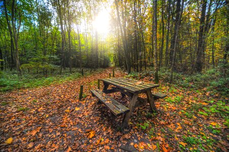 Picnic bench in the forest photo