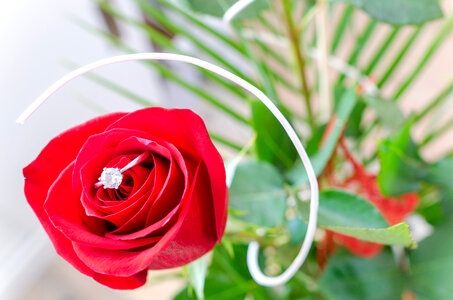 Red rose with silver ring macro detail photo
