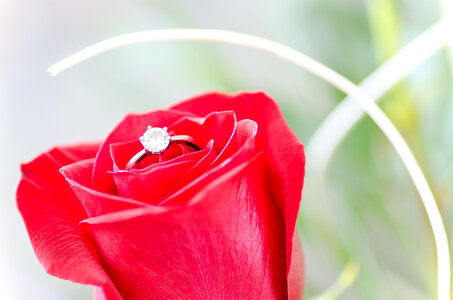 Red rose with silver ring macro detail photo