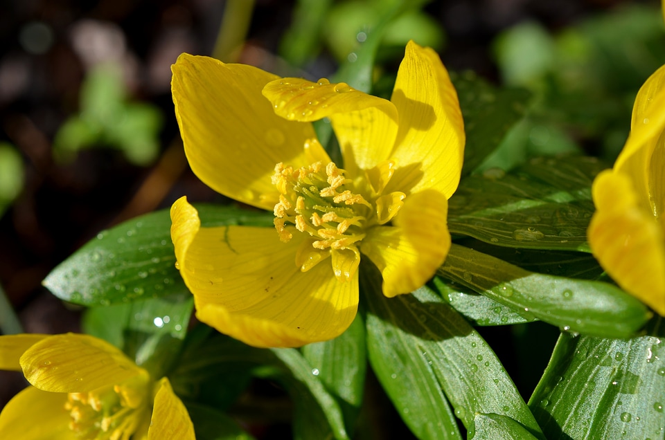 Harbinger of spring flowers yellow