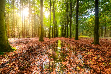 Forest after rain photo