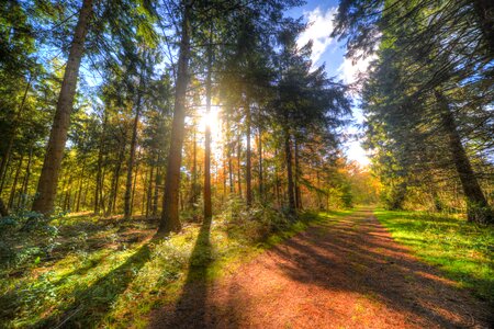 Sunny path in the woods photo