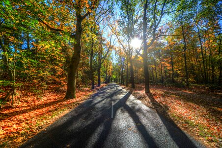 Sunny road in the fall photo
