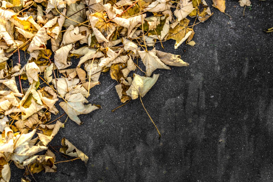Leaves on the pavement