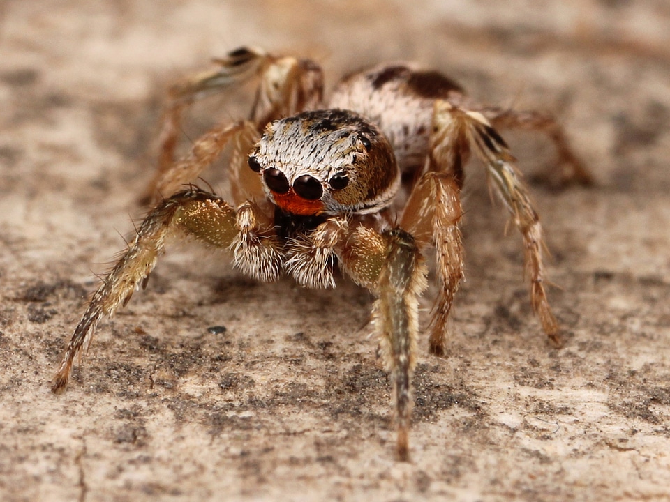Macro close-up legs