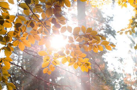 Sun burst through leaves photo