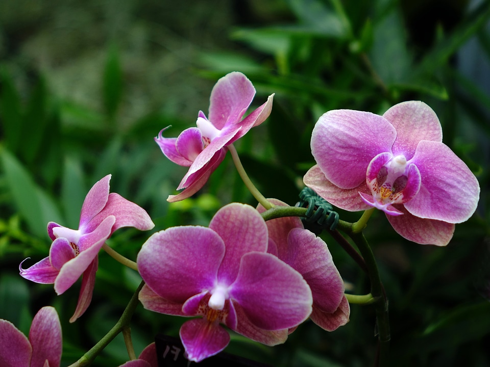 Bloom branch closeup
