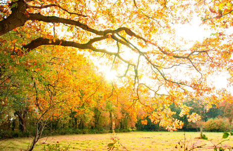 Tree in autumn photo