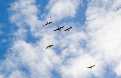 Geese flying over photo